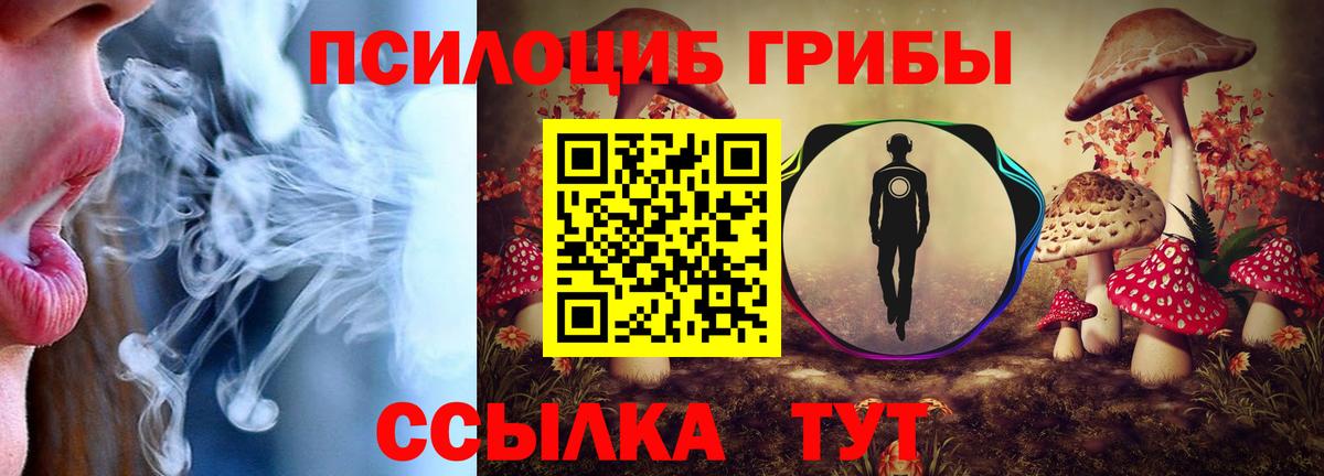 Галлюциногенные грибы Psilocybe Новокубанск